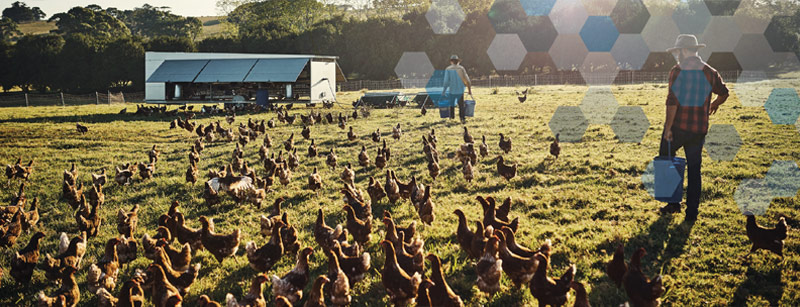 Pitman Family Farms